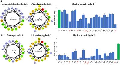 Short hydrocarbon stapled ApoC2-mimetic peptides activate lipoprotein lipase and lower plasma triglycerides in mice